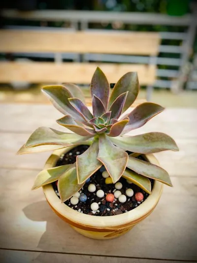 Sapa Succulent Garden Homestay - Vườn Sen Đá Homestay – Photos 11